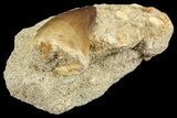 Mosasaur (Prognathodon) Tooth In Rock #70456-2